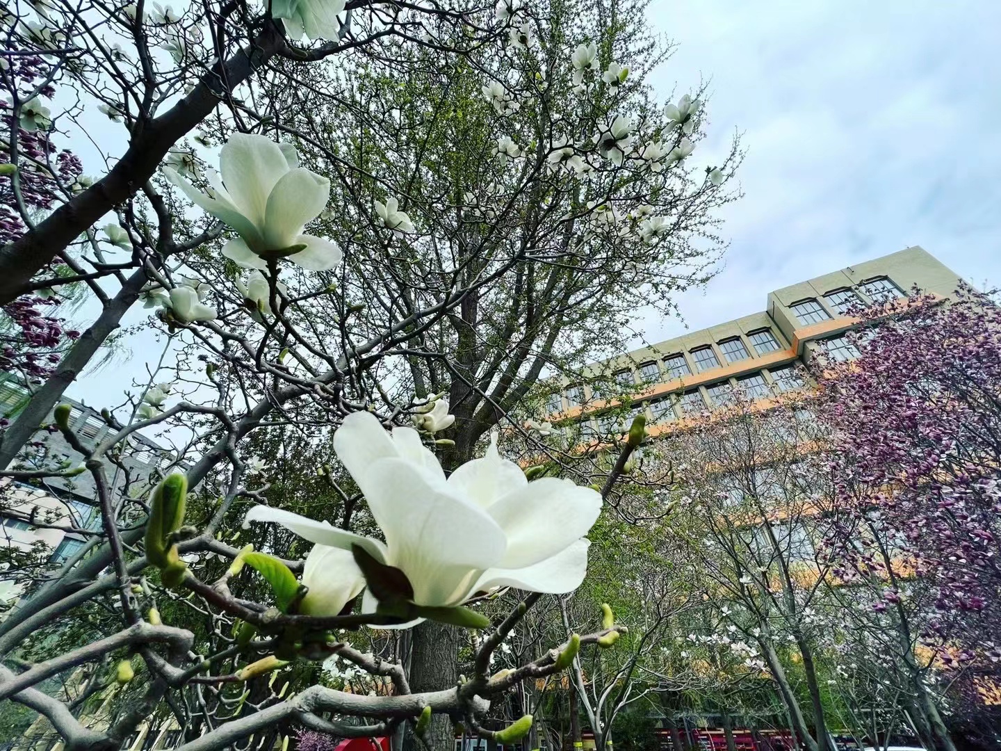 北京舞蹈学院3.jpg